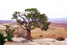 Utah Desert LoneTree.webp
