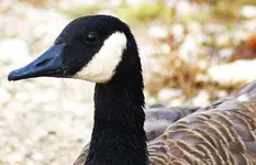 Canadian Goose II.webp