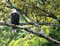Bald Eagle III.webp