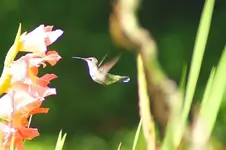 Female Humingbird.webp