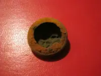 eagle button back.webp