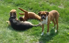 Dogs small.webp Dogs small.webp
