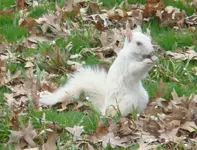 White squirrel.webp White squirrel.webp