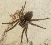 anotherspider.webp