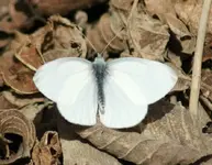 DSC04381.webp