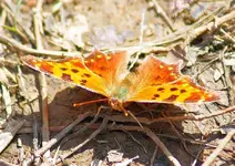 DSC04396.webp