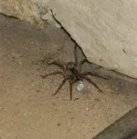 wolfspideredit.webp