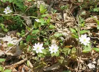 DSC04410.webp