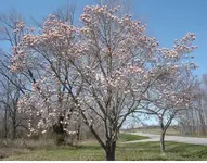 FlowerTree.webp