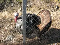 turkey1.webp