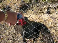 turkey2.webp