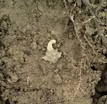 IMG00038-20110422-1425.webp