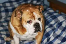 gracie-3.webp