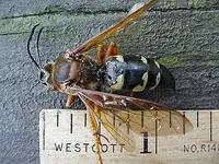 cicada_killer_wasp-rule.webp