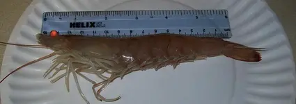 shrimp.webp