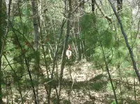 White Tail Deer.webp