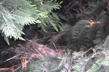 Lil\' Tweet\'s 038.webp