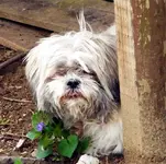 our sweetheart.webp