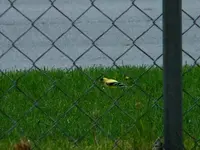 whos yellow.webp