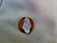 penny bird.webp