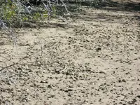 camino surface.webp