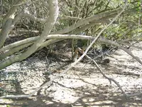 Camino underbrush.webp