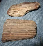 petrifiedwood1.webp