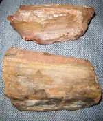 petrifiedwood2.webp