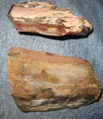 petrifiedwood3.webp