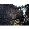 bear face in oak rangler (c) 2007.jpg