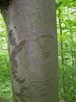 creek tree#1.webp