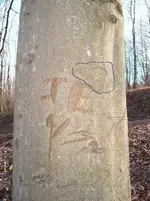 creek tree#2.webp