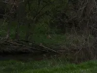 Grass Buck 2.webp