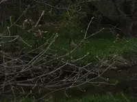 Grass Buck 3.webp