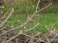 The real Grass Buck.webp