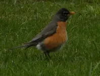American Robin.webp