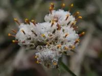 a new beginning in Macro.webp
