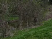 The grass is greener on the other side.webp