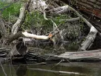 wooden web.webp
