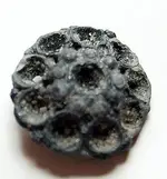 Pond Finds (8).webp