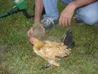 chicken 002.webp