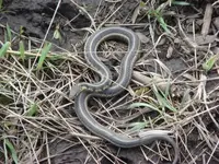 Snake small.webp