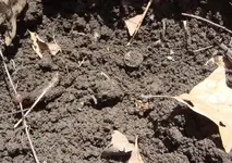 Rosie dirt small.webp