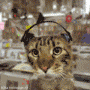 avatar_56086.gif