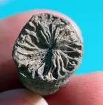 Coral-2.webp