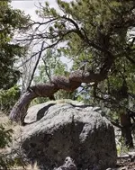 twisted tree (478 x 600).webp