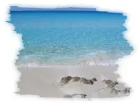 beach.webp