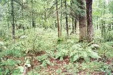1#Cellar Hole behind pines.webp