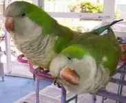 000_1233.webp