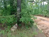 Saddie treasure hunting.webp